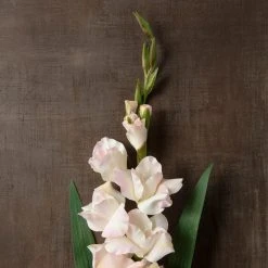 Cheap 🥰 12 Pack: White Gladiolus Stem by Ashland® 🌟 -Ashlandty Shop MP297020 25