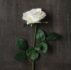 Best reviews of β 16 Pack: Ivory Princess Rose Stem by Ashland® π 8 Best reviews of β 16 Pack: Ivory Princess Rose Stem by Ashland® π -Ashlandty Shop MP297096 25