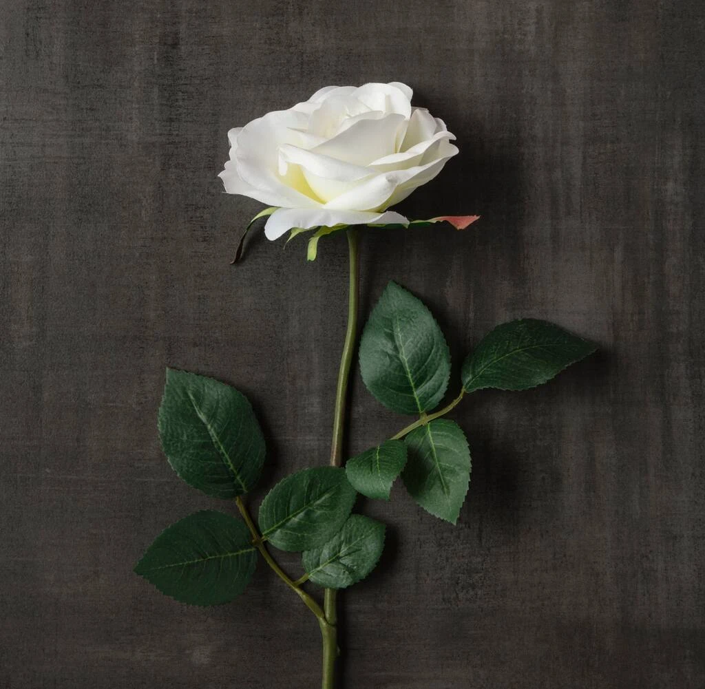 Best reviews of β 16 Pack: Ivory Princess Rose Stem by Ashland® π 5 Best reviews of β 16 Pack: Ivory Princess Rose Stem by Ashland® π - Image 3