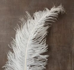 Budget π― 12 Pack: Ivory Ostrich Feather by Ashland® π 5 Budget π― 12 Pack: Ivory Ostrich Feather by Ashland® π -Ashlandty Shop MP299982 25