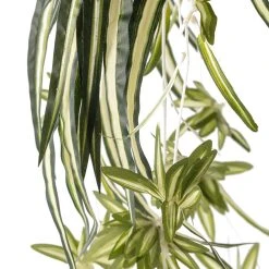 Best Sale 😉 12 Pack: Light Green Variegated Spider Bush by Ashland® ✔️ -Ashlandty Shop MP308650 20