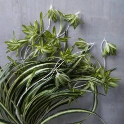 Best Sale 😉 12 Pack: Light Green Variegated Spider Bush by Ashland® ✔️ -Ashlandty Shop MP308650 22