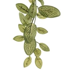 Buy 🎁 8 Pack: Fittonia Hanging Bush by Ashland® 🔔 -Ashlandty Shop MP308882 20