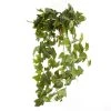 Top 10 🛒 12 Pack: German Ivy Bush by Ashland® ✔️ -Ashlandty Shop MP335273 1