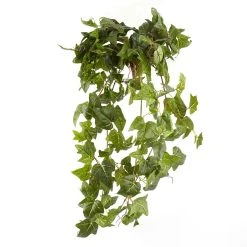 Top 10 🛒 12 Pack: German Ivy Bush by Ashland® ✔️