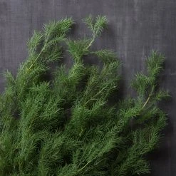 Hot Sale 👏 12 Pack: Green Springeri Fern Bush by Ashland® ✨ -Ashlandty Shop MP339547 22