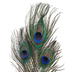 Deals ⭐ 12 Pack: Peacock Feather Picks by Ashland® 🤩 8 Deals ⭐ 12 Pack: Peacock Feather Picks by Ashland® 🤩 -Ashlandty Shop MP355707 20
