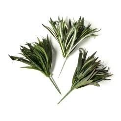 Cheapest 🎉 12 Pack: Assorted Cordyline Bush by Ashland® ❤️ -Ashlandty Shop MP356827 21