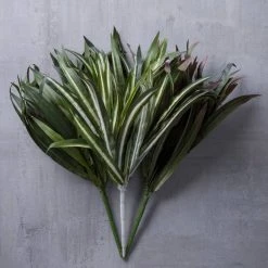 Cheapest 🎉 12 Pack: Assorted Cordyline Bush by Ashland® ❤️ -Ashlandty Shop MP356827 22