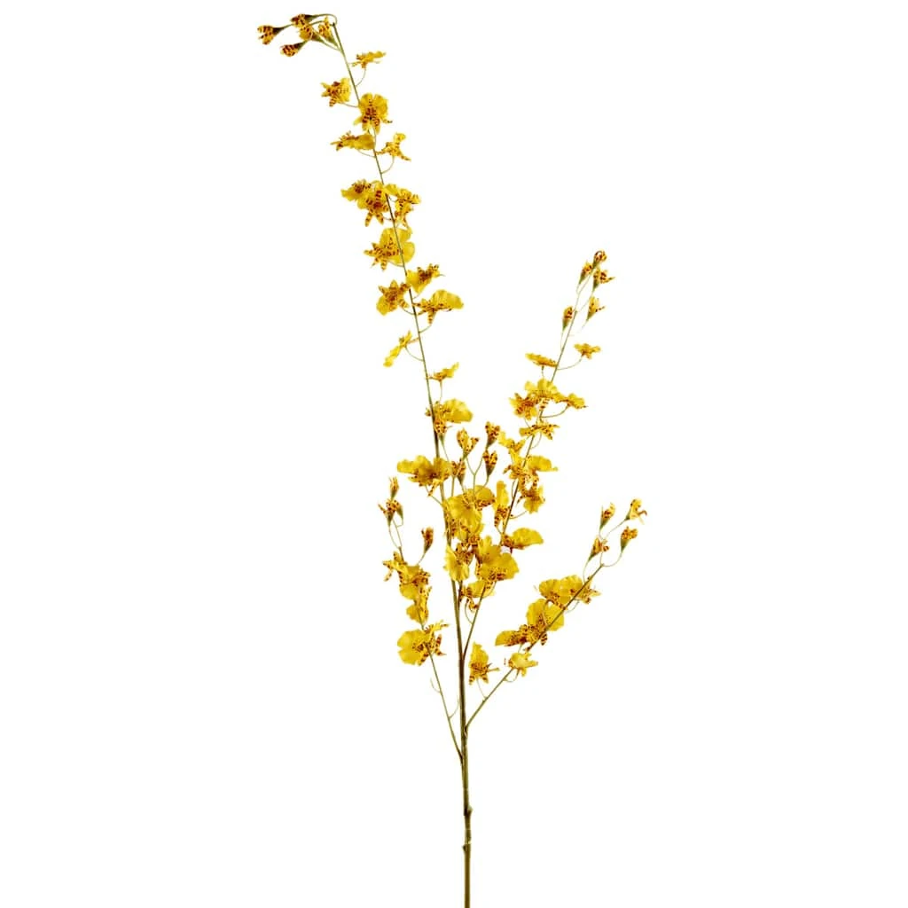 Buy 🌟 12 Pack: Yellow Dancing Orchid by Ashland® ❤️ 3 Buy 🌟 12 Pack: Yellow Dancing Orchid by Ashland® ❤️