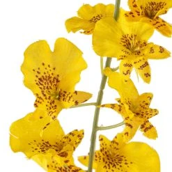 Buy 🌟 12 Pack: Yellow Dancing Orchid by Ashland® ❤️ 8 Buy 🌟 12 Pack: Yellow Dancing Orchid by Ashland® ❤️ -Ashlandty Shop MP381029 20