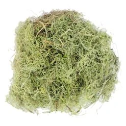 Wholesale 💯 24 Pack: Basil Green Spanish Moss by Ashland® 🎁 -Ashlandty Shop MP382824 2