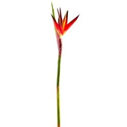 Cheap 🔥 12 Pack: Tropical Bird of Paradise Stem by Ashland® 🥰