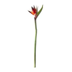 Cheap 🔥 12 Pack: Tropical Bird of Paradise Stem by Ashland® 🥰 -Ashlandty Shop MP390624 21
