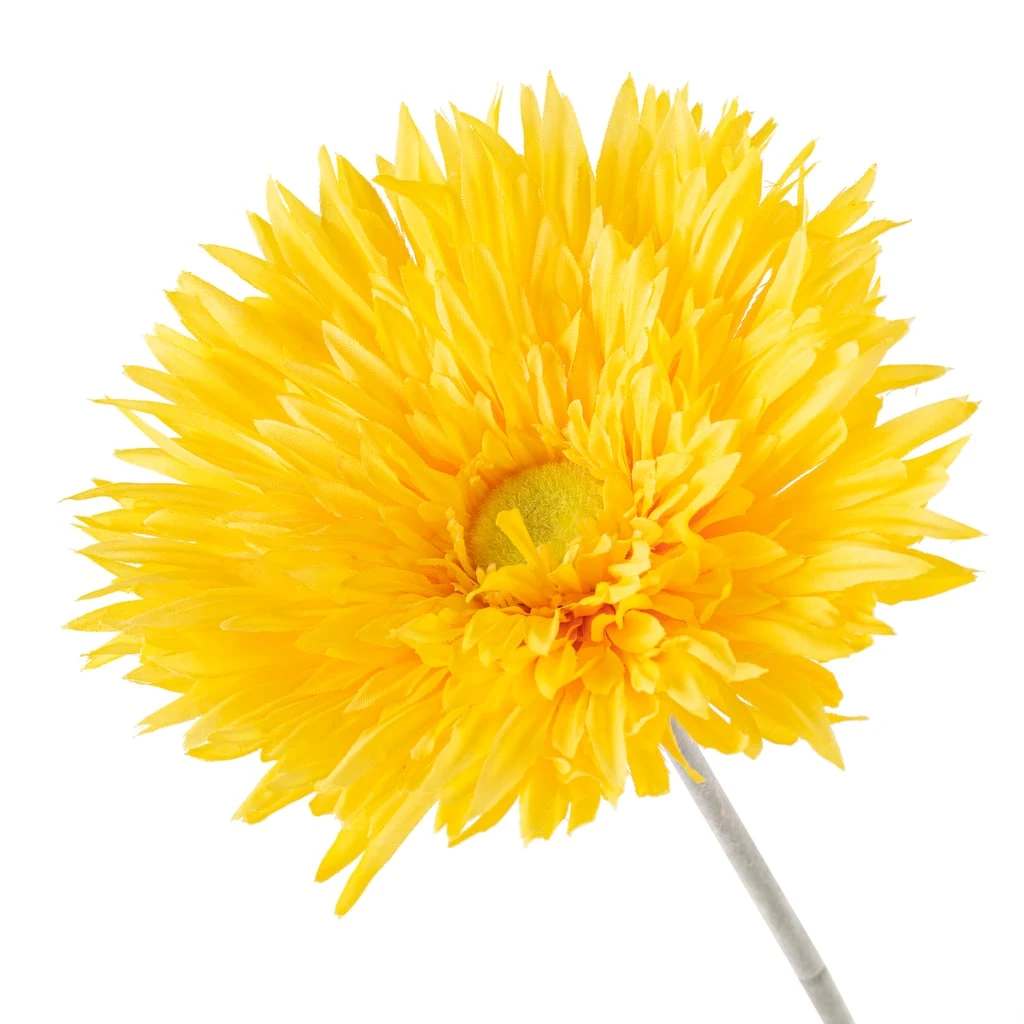 Deals 😍 12 Pack: Yellow Spider Gerber Daisy Stem by Ashland® 🥰 5 Deals 😍 12 Pack: Yellow Spider Gerber Daisy Stem by Ashland® 🥰 - Image 3