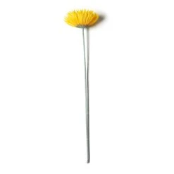 Deals 😍 12 Pack: Yellow Spider Gerber Daisy Stem by Ashland® 🥰 9 Deals 😍 12 Pack: Yellow Spider Gerber Daisy Stem by Ashland® 🥰 -Ashlandty Shop MP392672 21