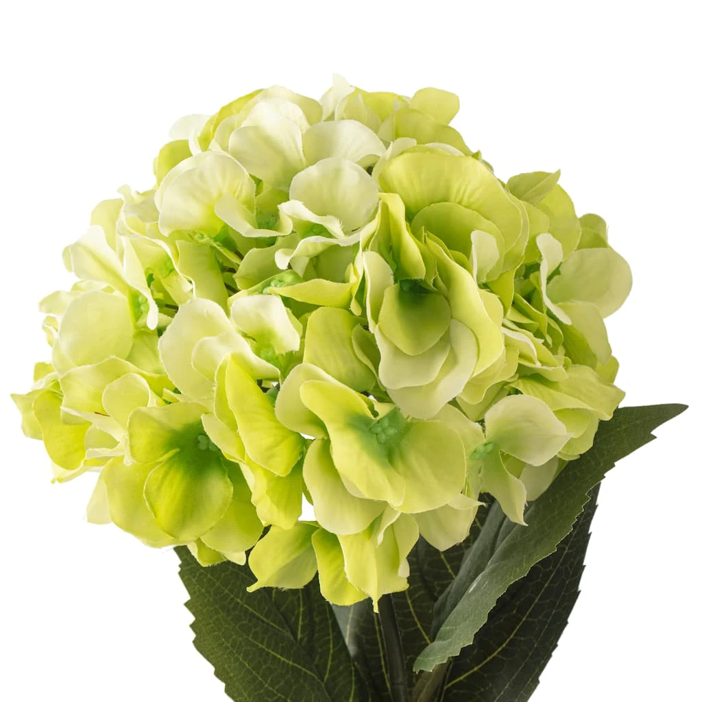 Top 10 𧨠12 Pack: Green Hydrangea Stem by Ashland® π 6 Top 10 𧨠12 Pack: Green Hydrangea Stem by Ashland® π - Image 4