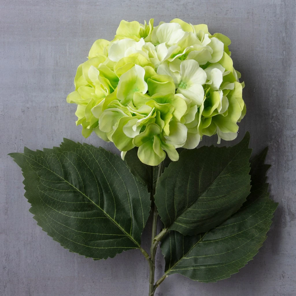 Top 10 𧨠12 Pack: Green Hydrangea Stem by Ashland® π 5 Top 10 𧨠12 Pack: Green Hydrangea Stem by Ashland® π - Image 3