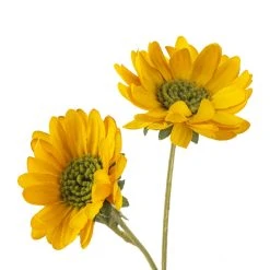 Cheap ⭐ 12 Pack: Gold Daisy Mum Spray by Ashland® 💯 -Ashlandty Shop MP430308 20