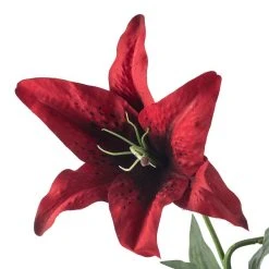 Wholesale 🔥 12 Pack: Red Casablanca Lily Stem by Ashland® ✔️ -Ashlandty Shop MP430444 20