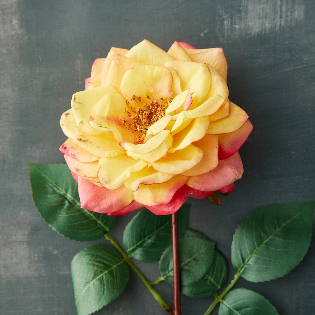 Best reviews of β 12 Pack: Yellow Orlane Rose Stem by Ashland® π 4 Best reviews of β 12 Pack: Yellow Orlane Rose Stem by Ashland® π - Image 2