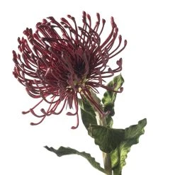 Top 10 🥰 12 Pack: Red Pincushion Protea Stem by Ashland® 🎁 -Ashlandty Shop MP430478 20