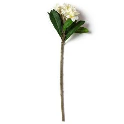 Deals 🎁 12 Pack: White Frangipani Stem by Ashland® 🎉 -Ashlandty Shop MP450428 21