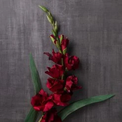 Hot Sale ✔️ 12 Pack: Burgundy Gladiolus Stem by Ashland® ✨ 9 Hot Sale ✔️ 12 Pack: Burgundy Gladiolus Stem by Ashland® ✨ -Ashlandty Shop MP451146 22