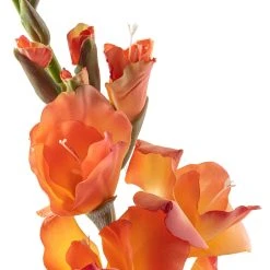 New ⌛ 12 Pack: Salmon Gladiolus Stem by Ashland® ✨ -Ashlandty Shop MP451152 20