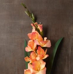 New ⌛ 12 Pack: Salmon Gladiolus Stem by Ashland® ✨ -Ashlandty Shop MP451152 25
