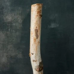 Flash Sale 🎉 8 Pack: Natural River Birch Branch by Ashland® 🤩 -Ashlandty Shop MP453289 20