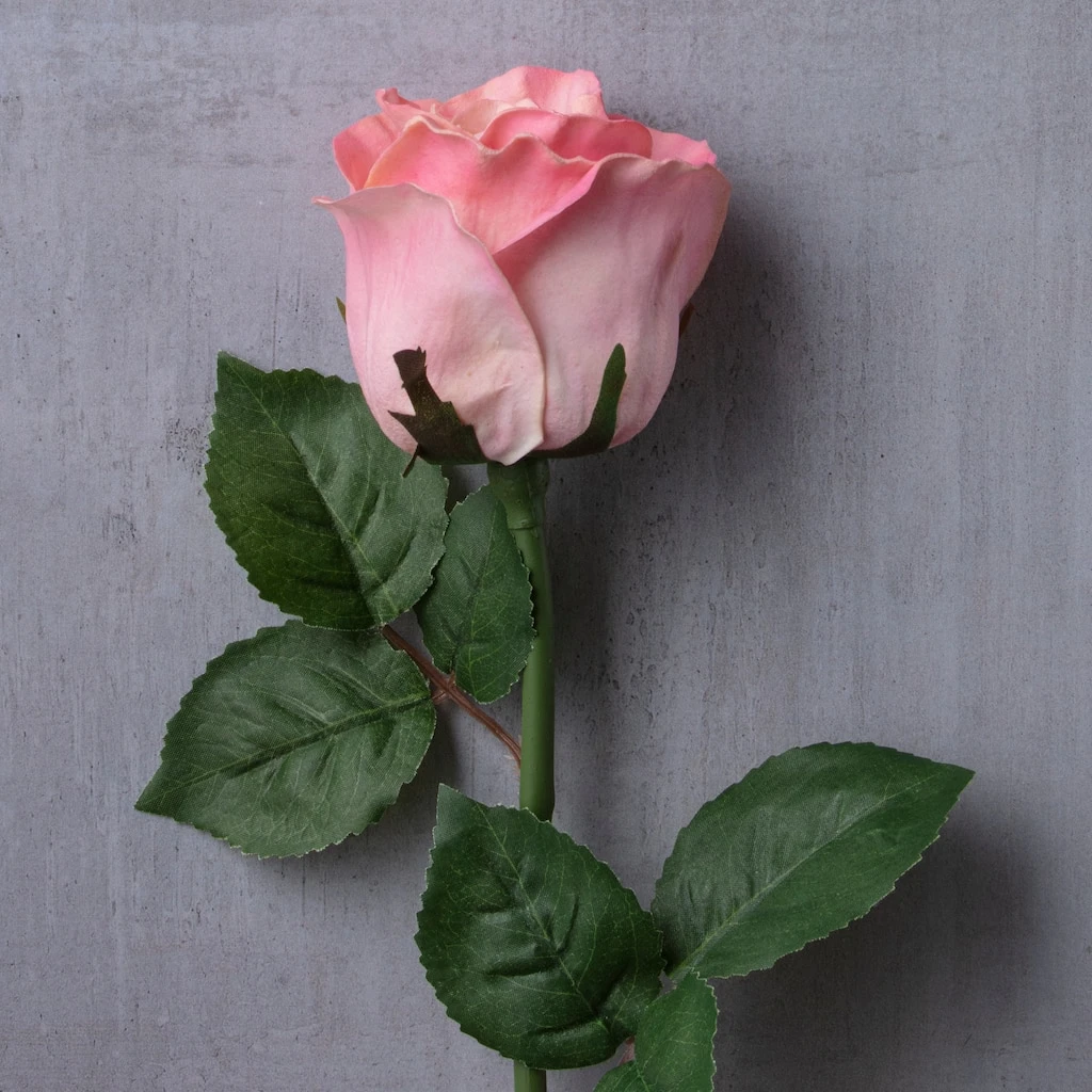 Best reviews of π 12 Pack: Light Pink Faux Rose by Ashland® π 5 Best reviews of π 12 Pack: Light Pink Faux Rose by Ashland® π - Image 3