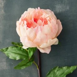 Discount 🥰 12 Pack: Coral King Peony Stem by Ashland® ⭐ -Ashlandty Shop MP501482 20