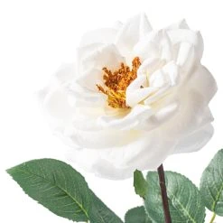 Cheapest π 12 Pack: White Orlane Rose Stem by Ashland® β 8 Cheapest π 12 Pack: White Orlane Rose Stem by Ashland® β -Ashlandty Shop MP501485 20