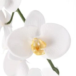 Budget ❤️ 8 Pack: White Orchid Stem by Ashland® 🥰 8 Budget ❤️ 8 Pack: White Orchid Stem by Ashland® 🥰 -Ashlandty Shop MP501488 20