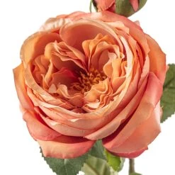 Best Sale ❤️ 12 Pack: Pink Coral English Rose Stem by Ashland® 😉 -Ashlandty Shop MP501509 20