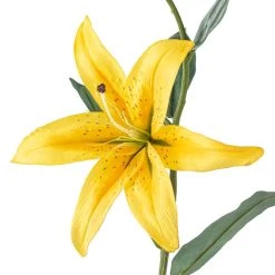 Cheap ❤️ 12 Pack: Yellow Casablanca Lily Stem by Ashland® ⭐ -Ashlandty Shop MP501959 20