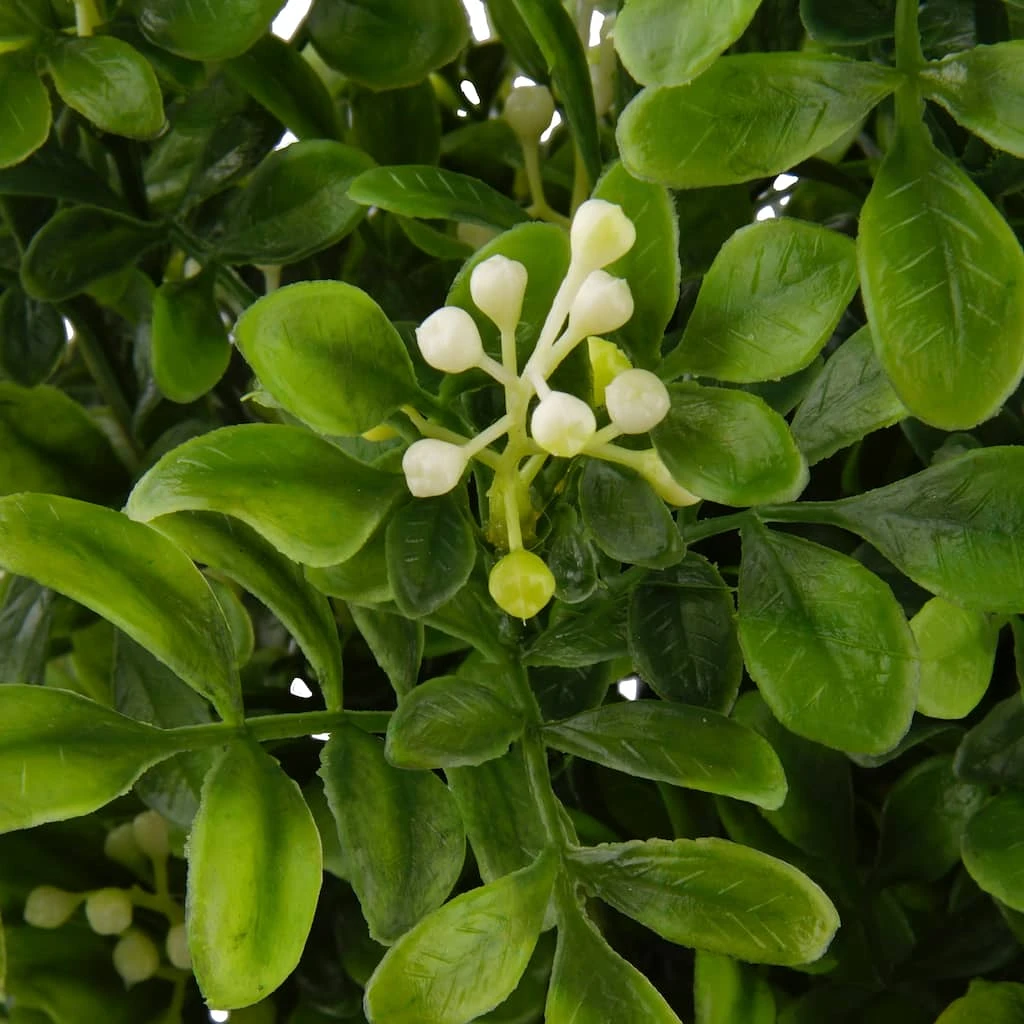 Buy 🧨 9 Pack: Boxwood & Berry Bush by Ashland® ⭐ 4 Buy 🧨 9 Pack: Boxwood & Berry Bush by Ashland® ⭐ - Image 2