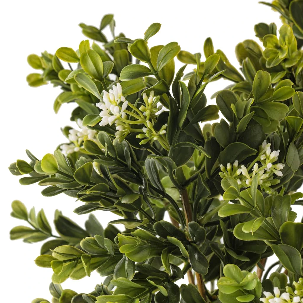 Buy 🧨 9 Pack: Boxwood & Berry Bush by Ashland® ⭐ 5 Buy 🧨 9 Pack: Boxwood & Berry Bush by Ashland® ⭐ - Image 3
