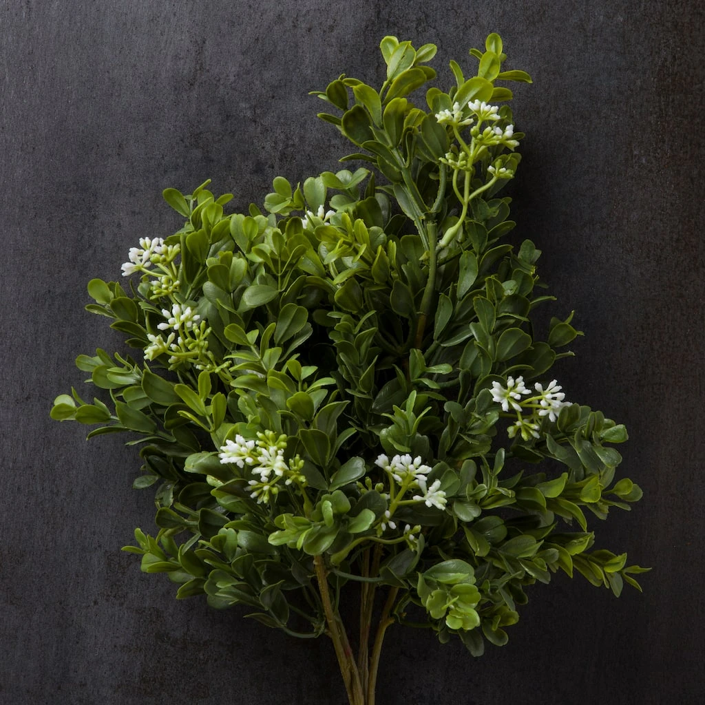 Buy 🧨 9 Pack: Boxwood & Berry Bush by Ashland® ⭐ 6 Buy 🧨 9 Pack: Boxwood & Berry Bush by Ashland® ⭐ - Image 4