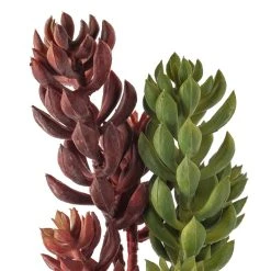 Flash Sale 🤩 24 Pack: Assorted 3 Head Succulent Pick by Ashland® 🛒 -Ashlandty Shop MP546921 20