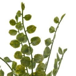 Cheap βοΈ 18 Pack: Assorted Fern Pick by Ashland® π 10 Cheap βοΈ 18 Pack: Assorted Fern Pick by Ashland® π -Ashlandty Shop MP546923 20