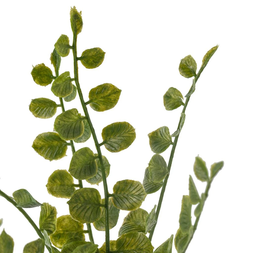 Cheap βοΈ 18 Pack: Assorted Fern Pick by Ashland® π 6 Cheap βοΈ 18 Pack: Assorted Fern Pick by Ashland® π - Image 4