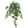 Deals 🥰 12 Pack: Hanging Philo Bush by Ashland® ⭐ -Ashlandty Shop MP547222 1