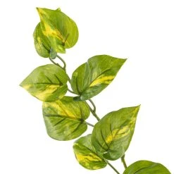 Deals 🥰 12 Pack: Hanging Philo Bush by Ashland® ⭐ 7 Deals 🥰 12 Pack: Hanging Philo Bush by Ashland® ⭐ -Ashlandty Shop MP547222 20