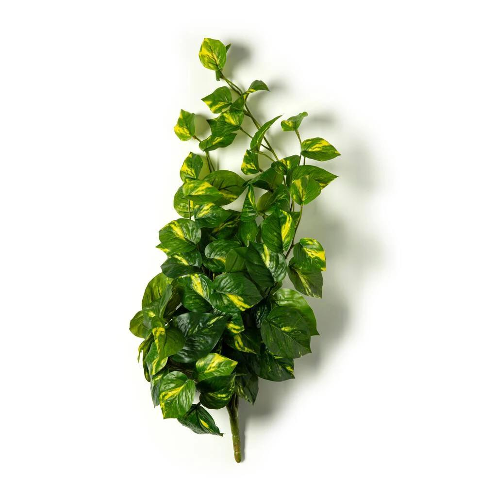 Deals 🥰 12 Pack: Hanging Philo Bush by Ashland® ⭐ 5 Deals 🥰 12 Pack: Hanging Philo Bush by Ashland® ⭐ - Image 3