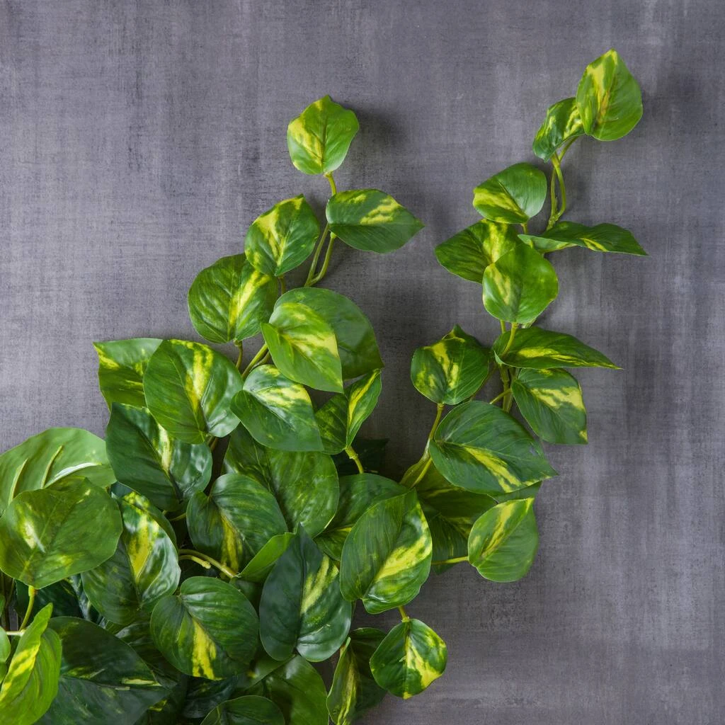 Deals 🥰 12 Pack: Hanging Philo Bush by Ashland® ⭐ 6 Deals 🥰 12 Pack: Hanging Philo Bush by Ashland® ⭐ - Image 4