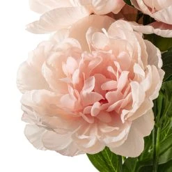 Deals 😀 12 Pack: Coral Peony Bush by Ashland® ⭐ -Ashlandty Shop MP547347 20