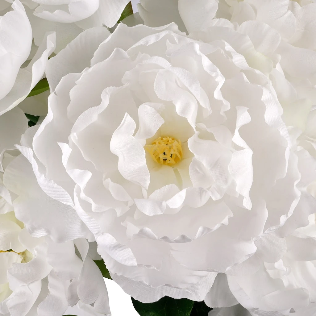 New 🧨 12 Pack: White Peony Bush by Ashland® ❤️ 4 New 🧨 12 Pack: White Peony Bush by Ashland® ❤️ - Image 2