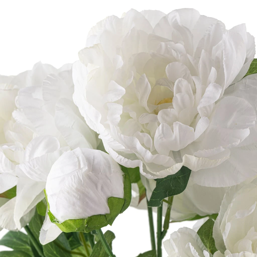 New 🧨 12 Pack: White Peony Bush by Ashland® ❤️ 6 New 🧨 12 Pack: White Peony Bush by Ashland® ❤️ - Image 4